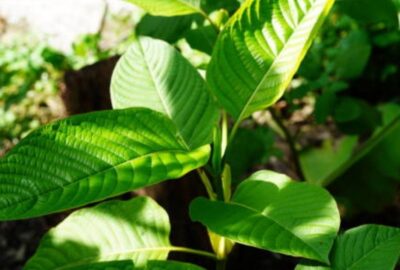 Mitragyna Speciosa Leaf Extract