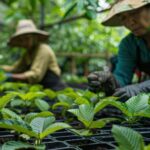 Budget-friendly-kratom
