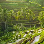 Bali-Kratom-Strain_-Should-You-Use-It