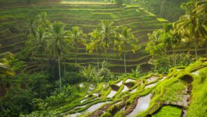 Bali-Kratom-Strain_-Should-You-Use-It