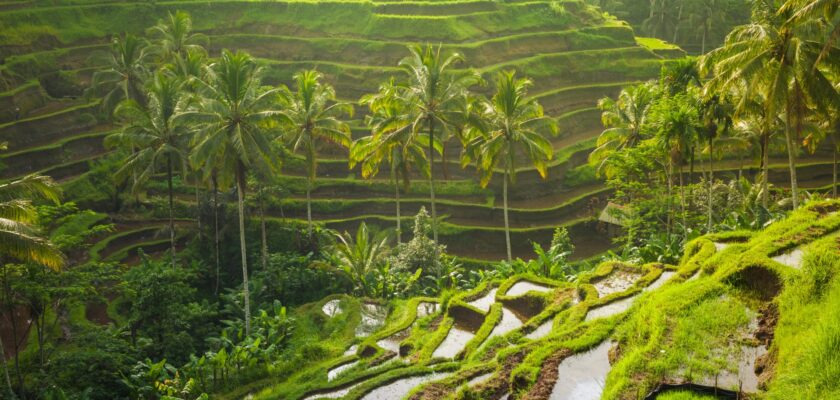 Bali-Kratom-Strain_-Should-You-Use-It