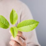 Decoding-Kratom_-Its-Impact-On-Health-And-Possible-Risk