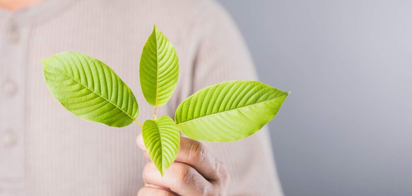 Decoding-Kratom_-Its-Impact-On-Health-And-Possible-Risk