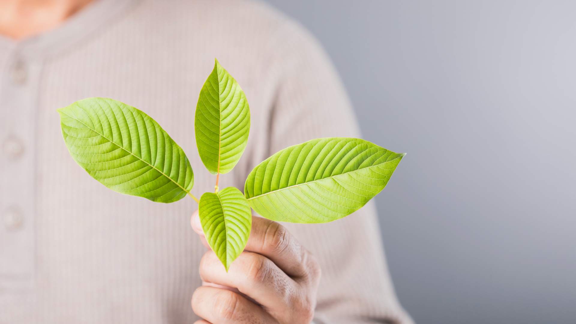 Decoding-Kratom_-Its-Impact-On-Health-And-Possible-Risk