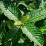 Guide To Achieve Different Effects With Kratom