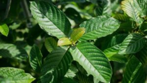 Guide To Achieve Different Effects With Kratom