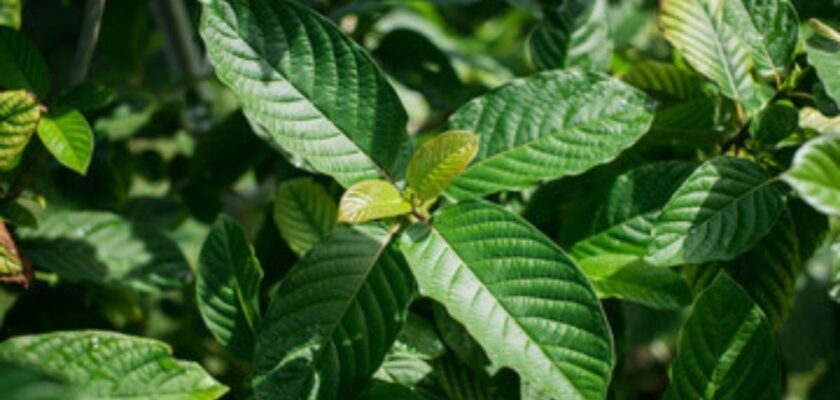 Guide To Achieve Different Effects With Kratom