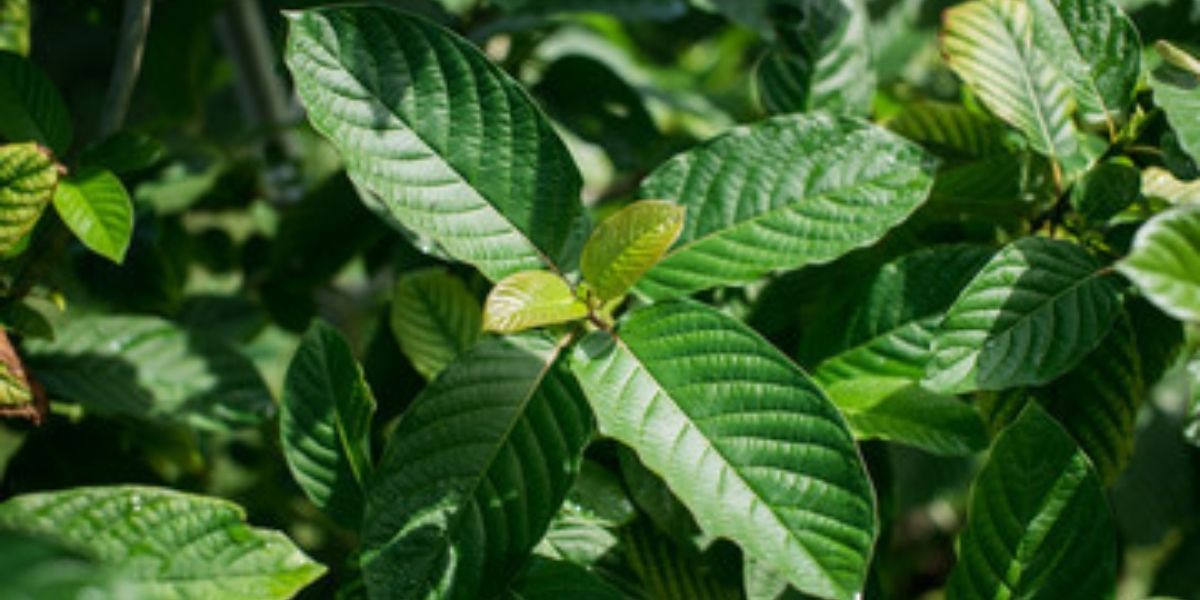 Guide To Achieve Different Effects With Kratom