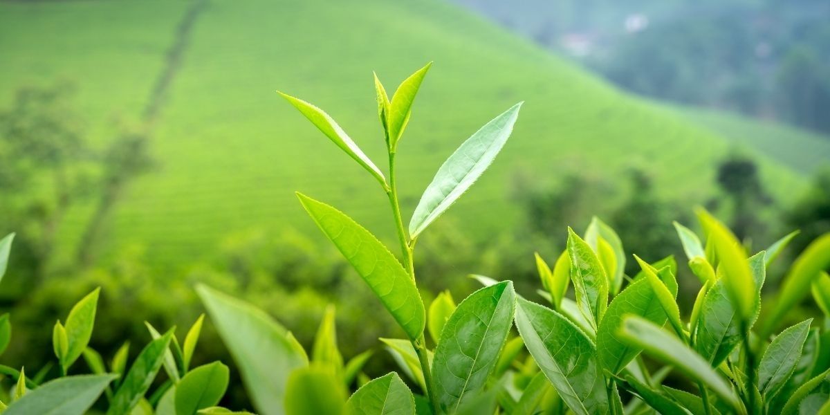 Why Choose a Kratom Bar Over an Alcohol One