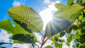 kratom trends and predictions