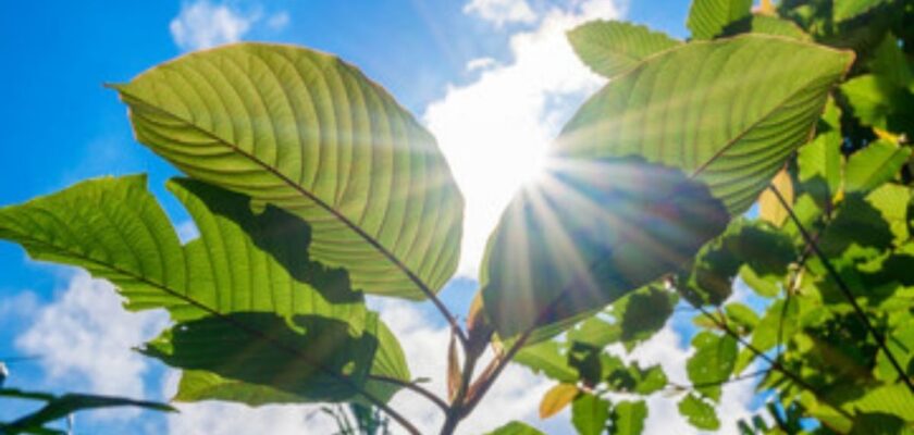kratom trends and predictions