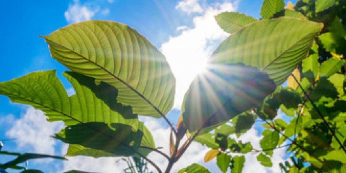 kratom trends and predictions