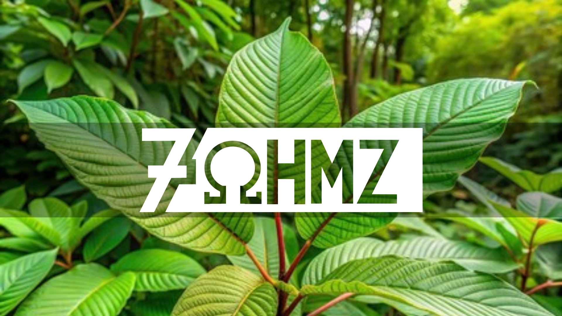 7ohmz review
