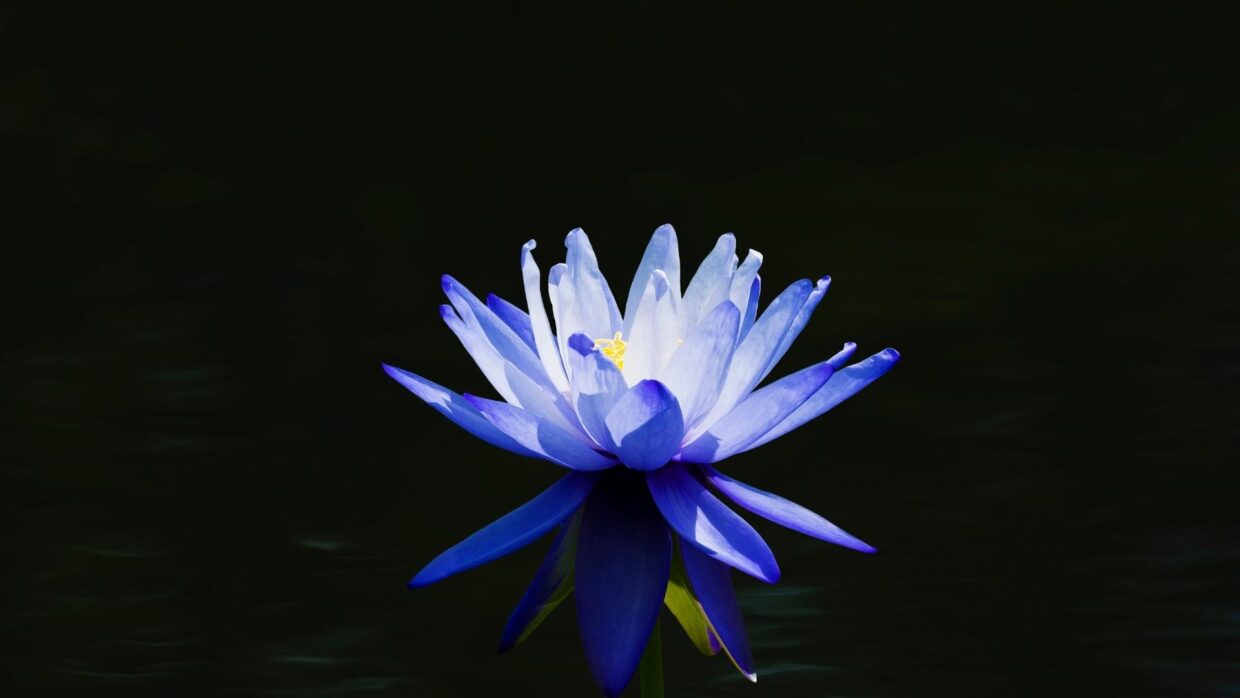 blue lotus