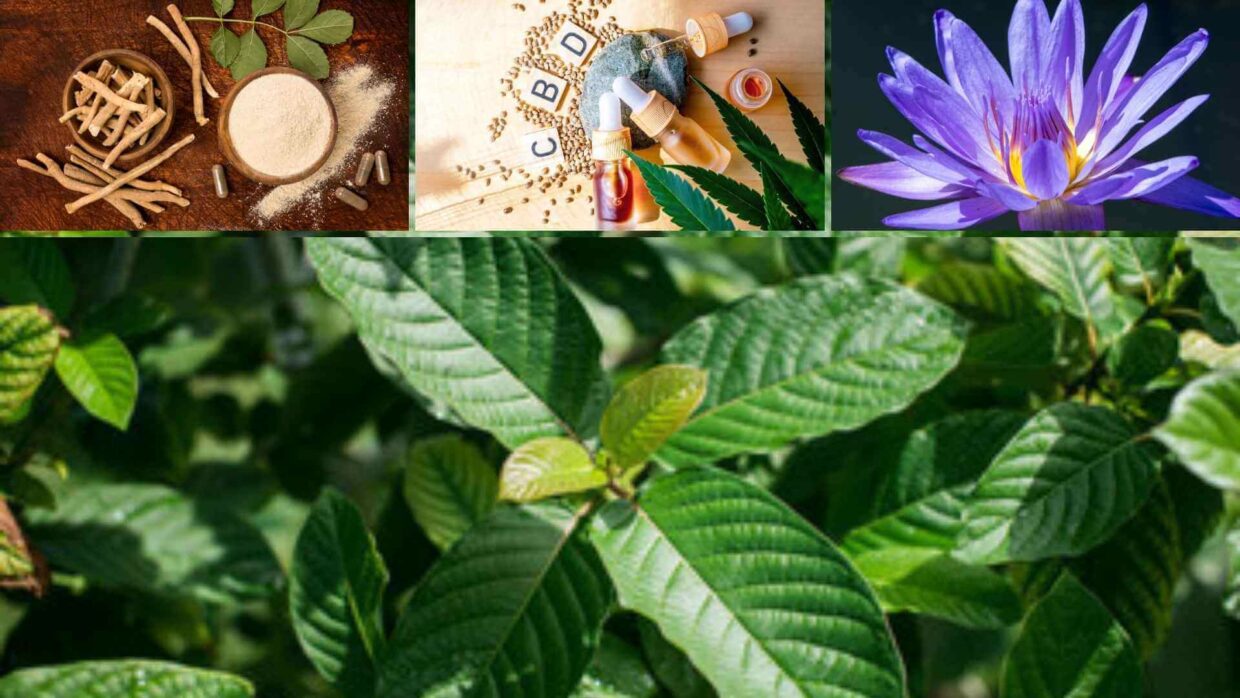 kratom alternatives