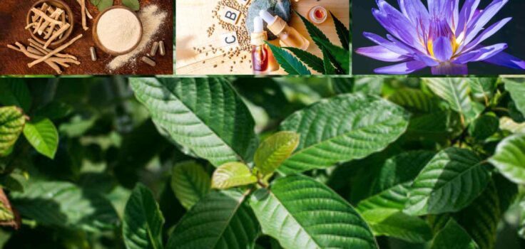 kratom alternatives
