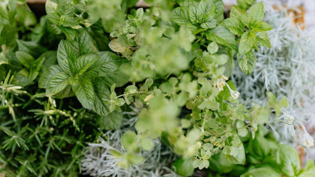 toss and wash kratom