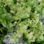 toss and wash kratom