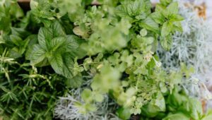 toss and wash kratom