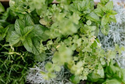 toss and wash kratom