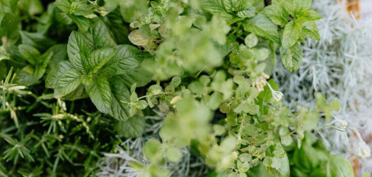 toss and wash kratom