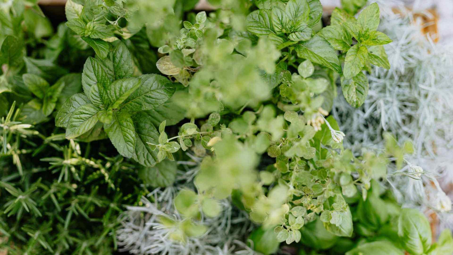 toss and wash kratom